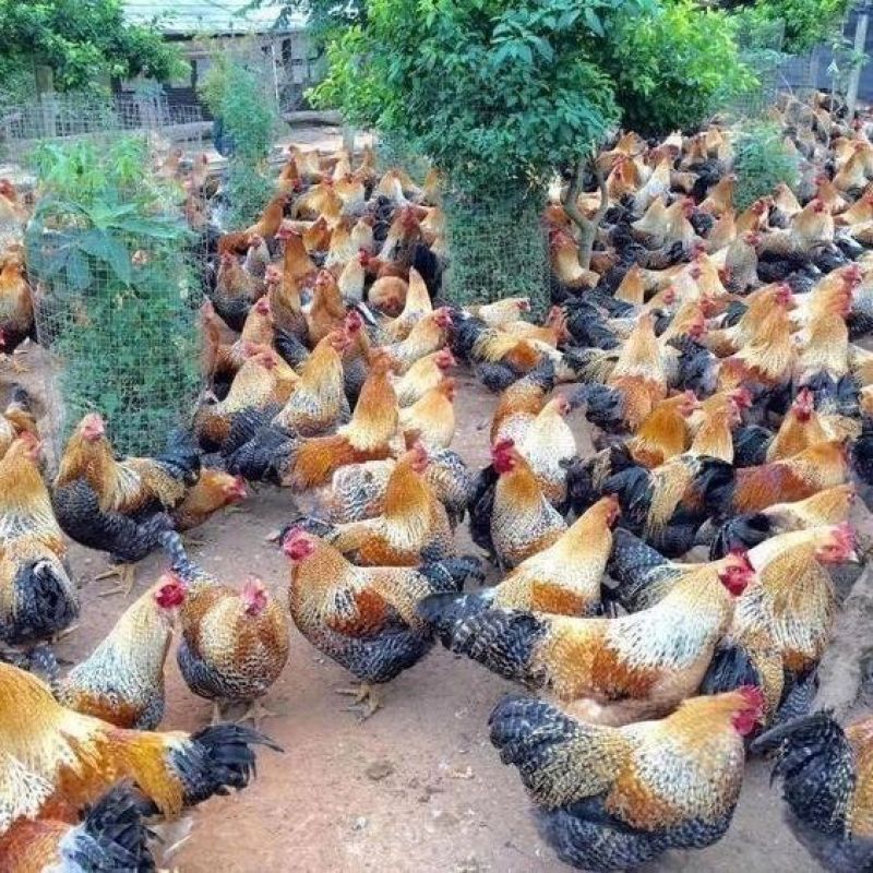 【正宗】山东芦花大公鸡量大从优保质保量基地直发对接全国