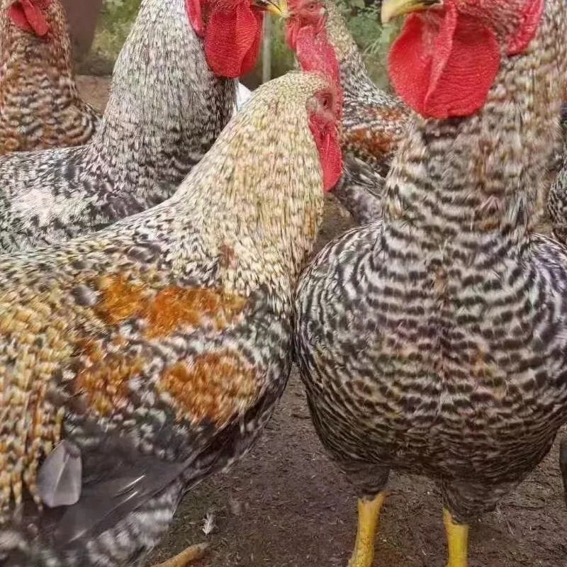 【正宗】山东芦花大公鸡量大从优保质保量基地直发对接全国