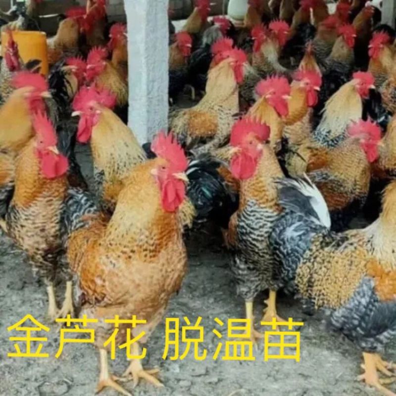 【正宗】山东芦花大公鸡量大从优保质保量基地直发对接全国