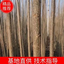 107杨树苗107速生杨树苗鲁林9号无絮速生杨树苗