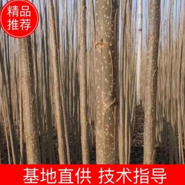 107杨树苗107速生杨树苗鲁林9号无絮速生杨树苗