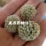绿萝花，选新货颜色好关书药材桟批发中药