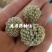 绿萝花，选新货颜色好关书药材桟批发中药