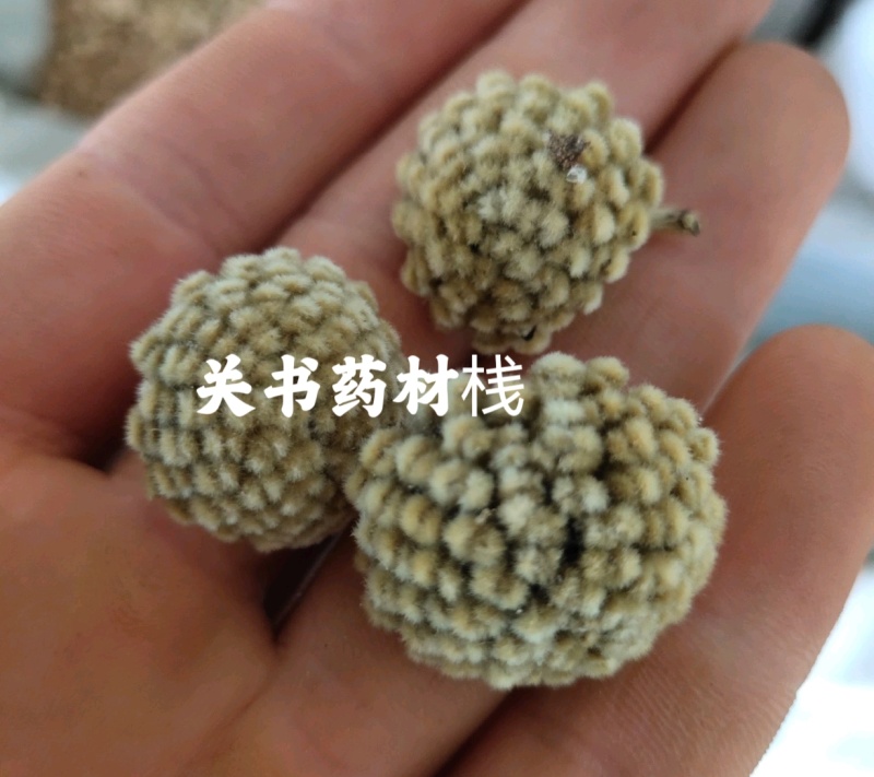 绿萝花，选新货颜色好关书药材桟批发中药
