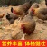 【正宗】麻鸡量大从优保质保量对接全国一条龙服务