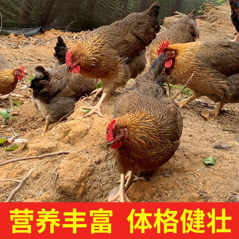 【正宗】麻鸡量大从优保质保量对接全国一条龙服务