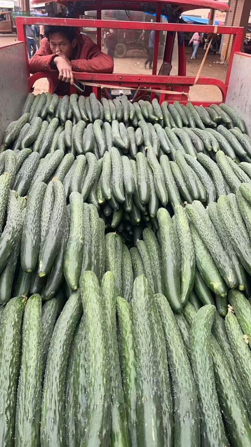 密刺黄瓜产地直发一手货源品质保障欢迎
