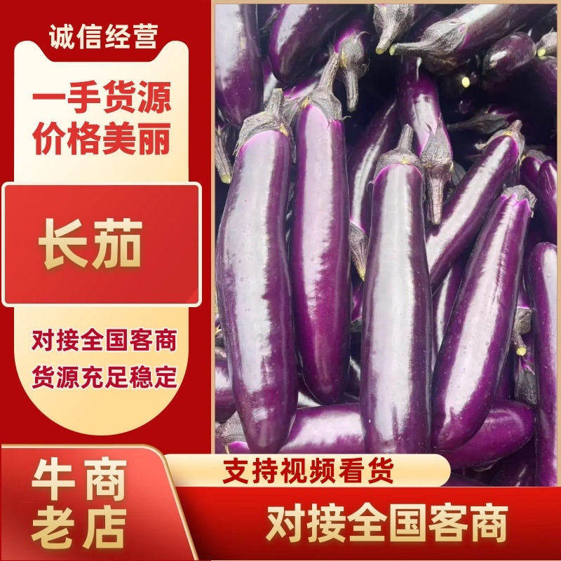 推荐广东长茄精品茄子产地直发可视频看货欢迎