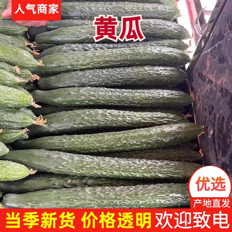 密刺黄瓜产地直发一手货源品质保障欢迎