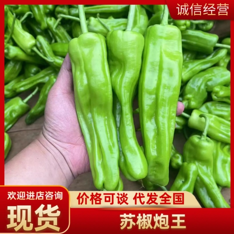 热卖广东精品苏椒泡王产地直发量大价优可视频看货