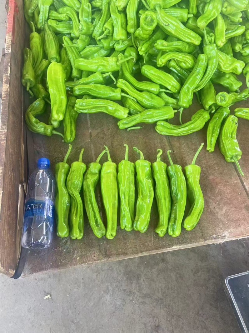 热卖广东精品苏椒泡王产地直发量大价优可视频看货