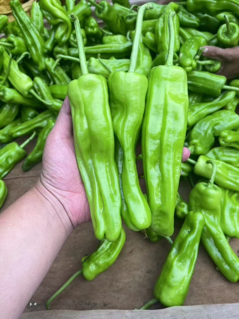 热卖广东精品苏椒泡王产地直发量大价优可视频看货