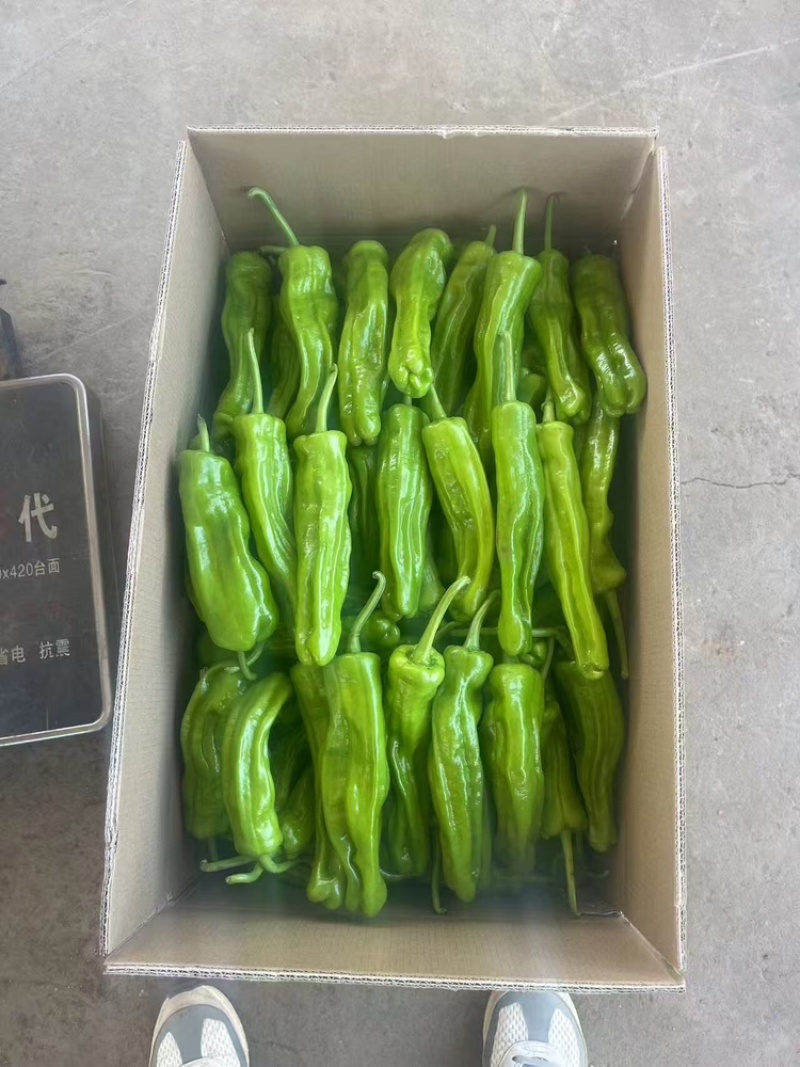 热卖广东精品苏椒泡王产地直发量大价优可视频看货