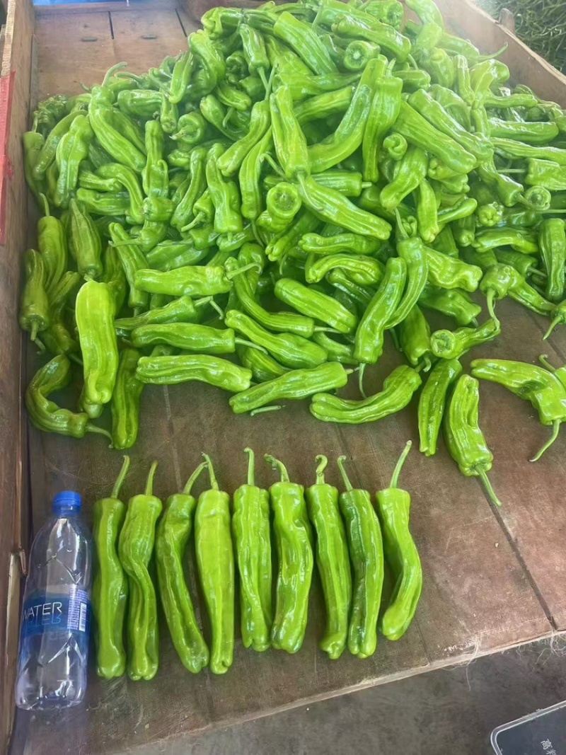 热卖广东精品苏椒泡王产地直发量大价优可视频看货