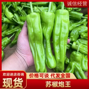 热卖广东精品苏椒泡王产地直发量大价优可视频看货