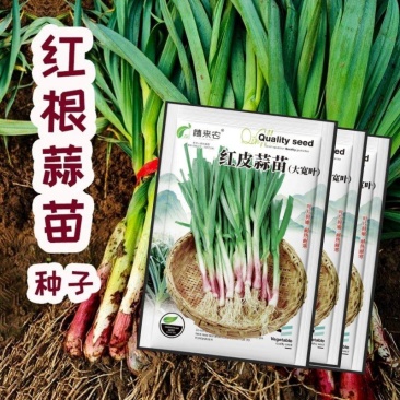 红皮蒜苗种子四季宽叶蒜苗种子耐热耐寒春秋种植蔬菜种子