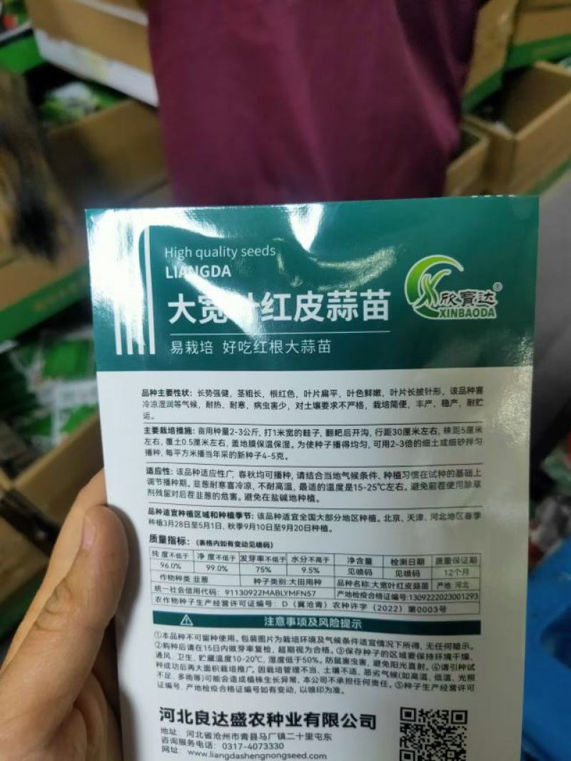 红皮蒜苗种子四季宽叶蒜苗种子耐热耐寒春秋种植蔬菜种子