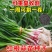 红皮蒜苗种子四季宽叶蒜苗种子耐热耐寒春秋种植蔬菜种子