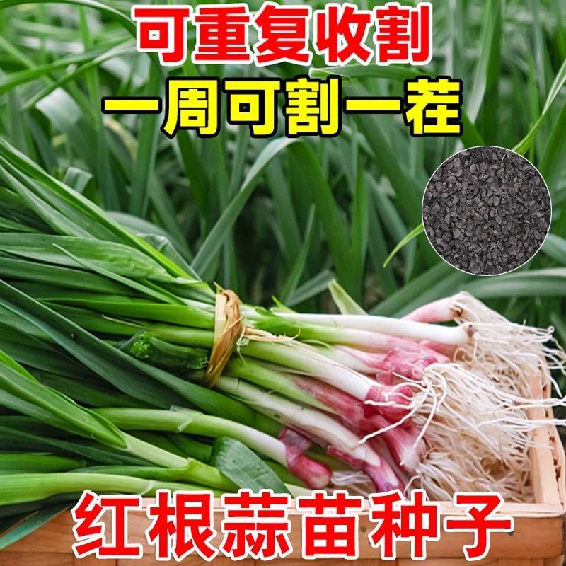 红皮蒜苗种子四季宽叶蒜苗种子耐热耐寒春秋种植蔬菜种子