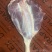 牛腱子、牛前腱、牛后腱、牛龟腱，牛金钱腱
