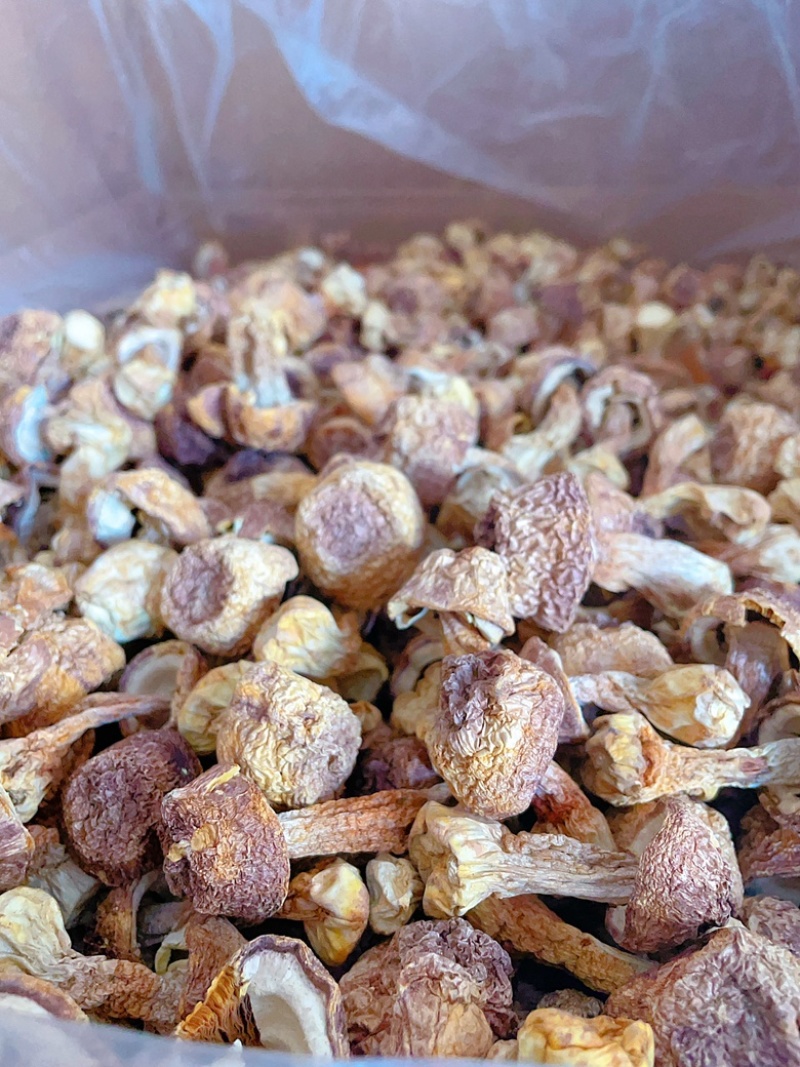 云南精选姬松茸量大从优质量保证诚信经营欢迎咨询