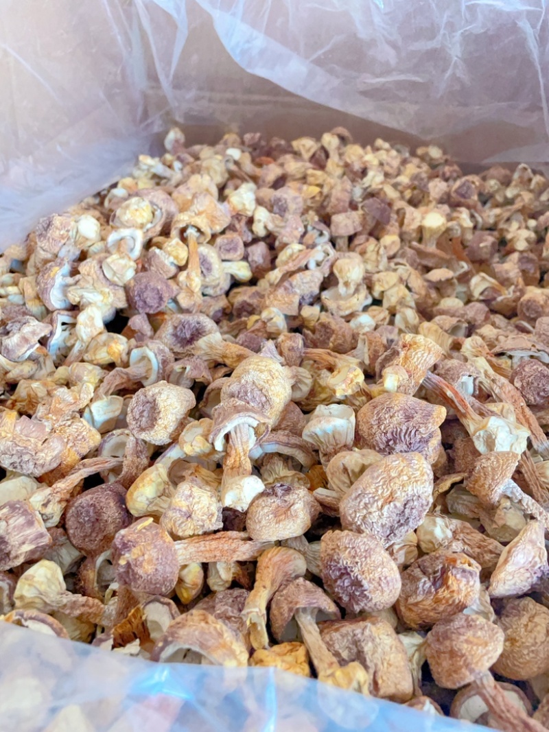 云南精选姬松茸量大从优质量保证诚信经营欢迎咨询