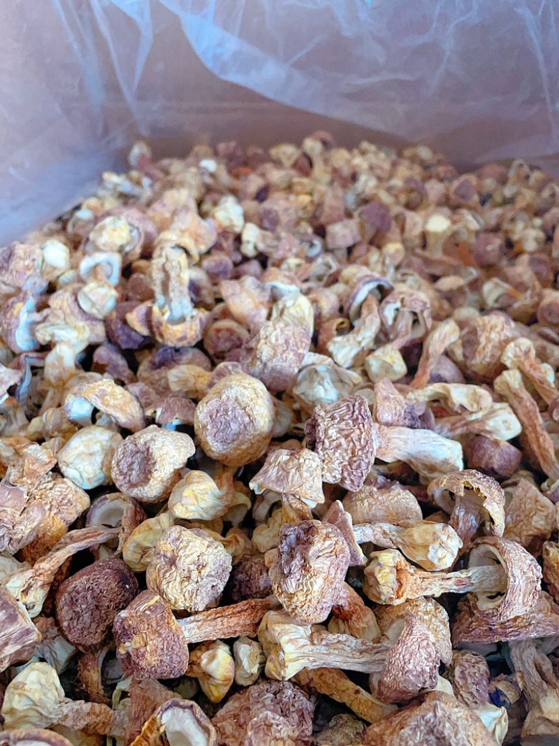 云南精选姬松茸量大从优质量保证诚信经营欢迎咨询