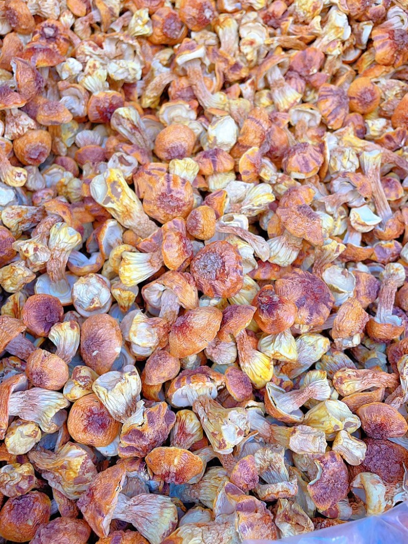 云南精选姬松茸量大从优质量保证诚信经营欢迎咨询