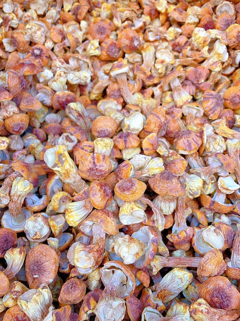 云南精选姬松茸量大从优质量保证诚信经营欢迎咨询