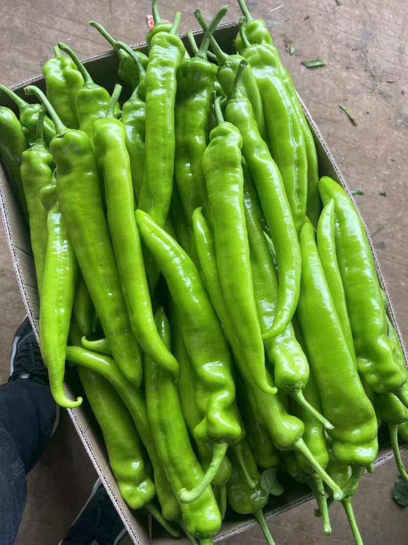 推荐精品黄皮尖椒产地直发量大价优品保障