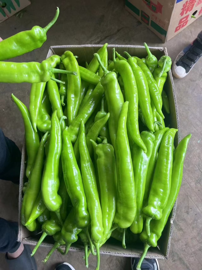推荐精品黄皮尖椒产地直发量大价优品保障