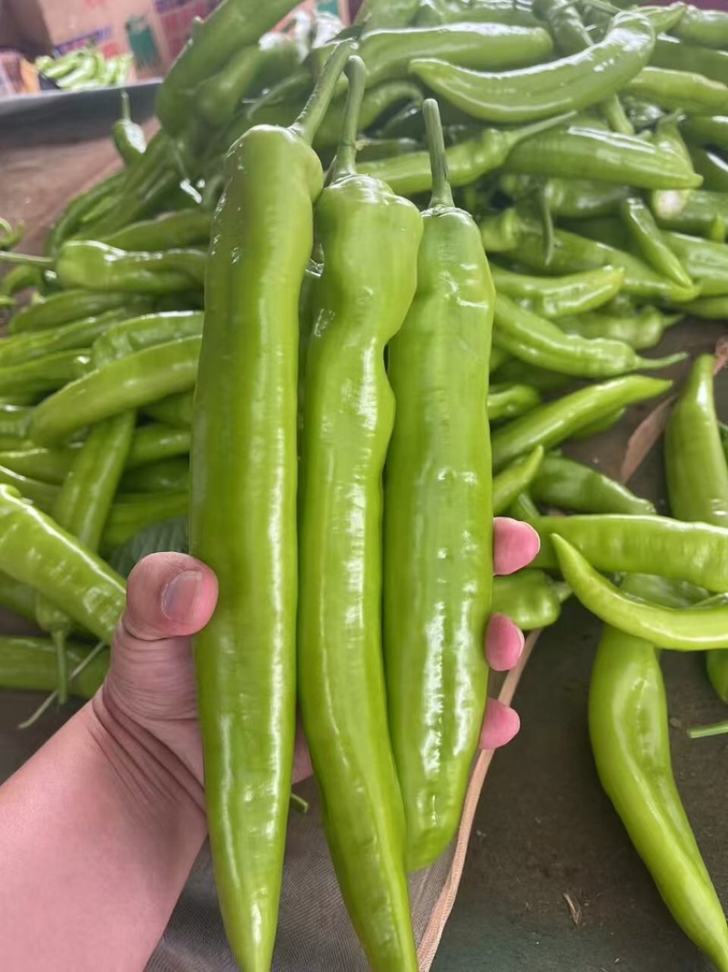 推荐精品黄皮尖椒产地直发量大价优品保障