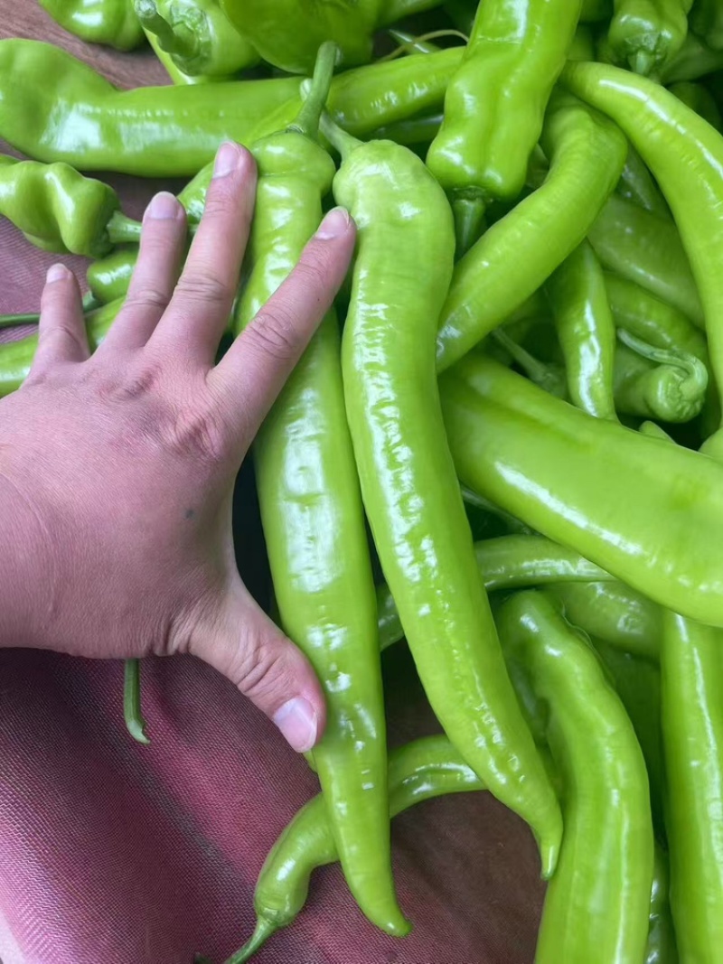 推荐精品黄皮尖椒产地直发量大价优品保障