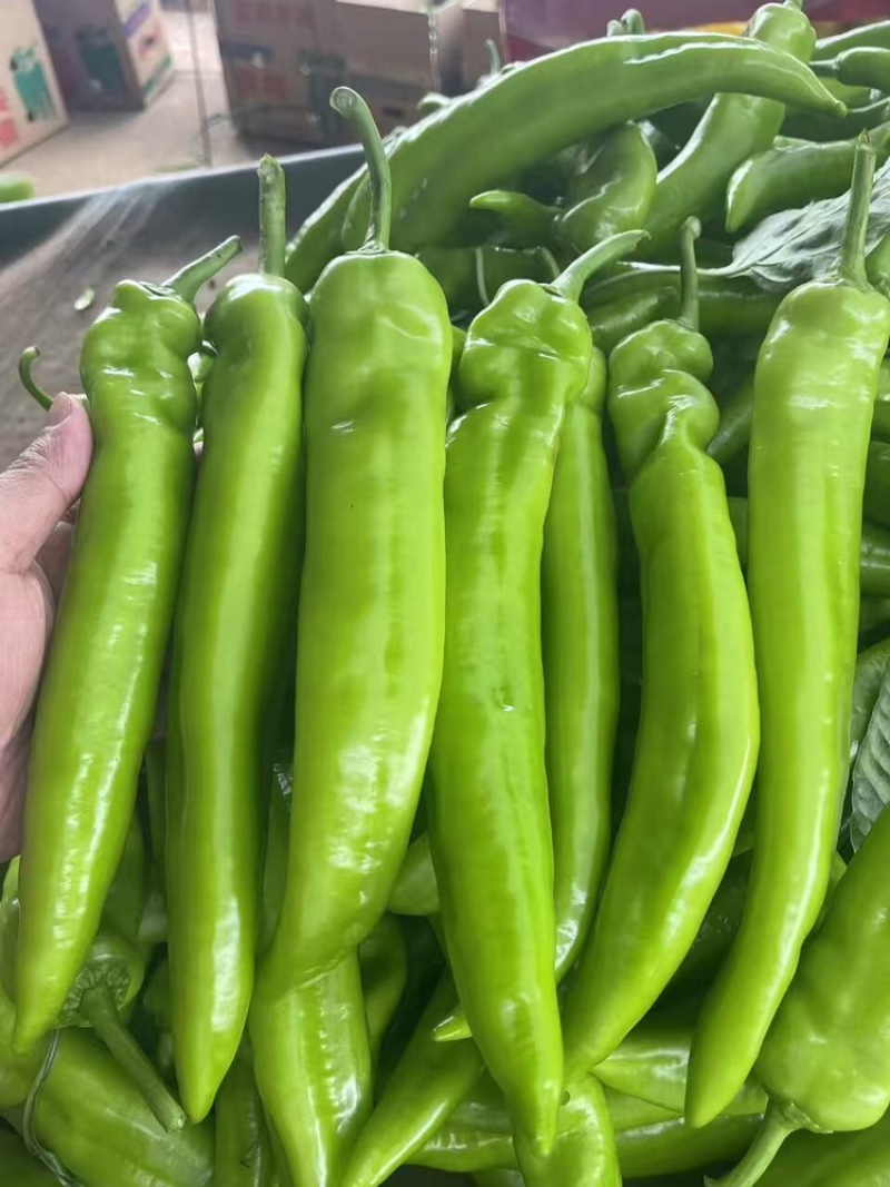 推荐精品黄皮尖椒产地直发量大价优品保障