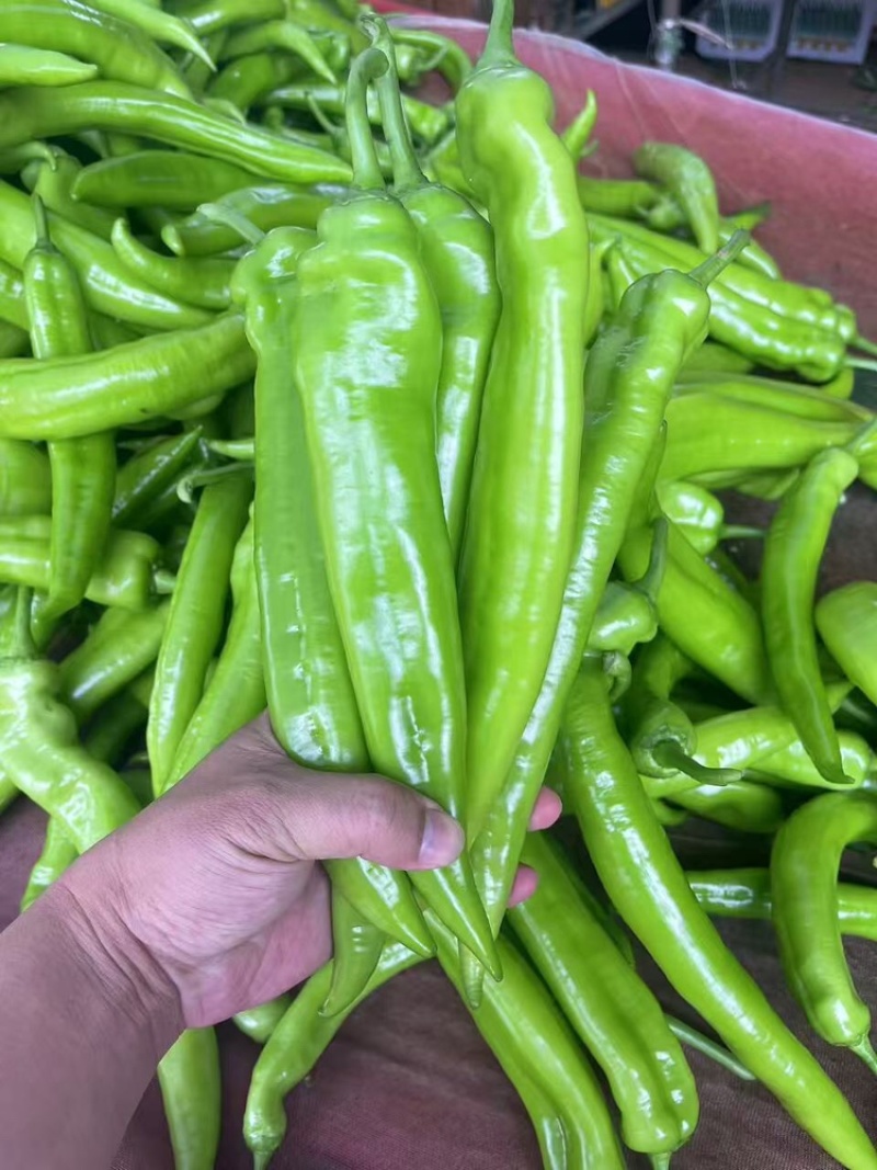 推荐精品黄皮尖椒产地直发量大价优品保障