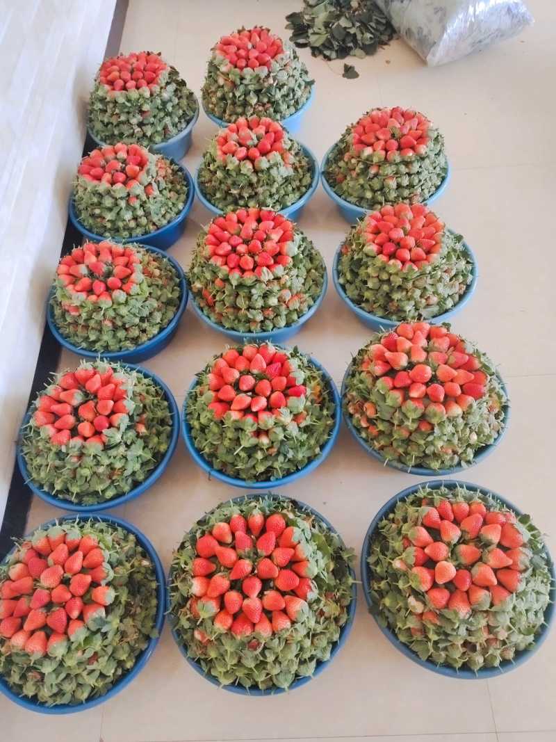 冬草莓小果黔莓一号，精品小果，永仁县发货