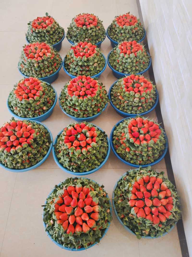冬草莓小果黔莓一号，精品小果，永仁县发货