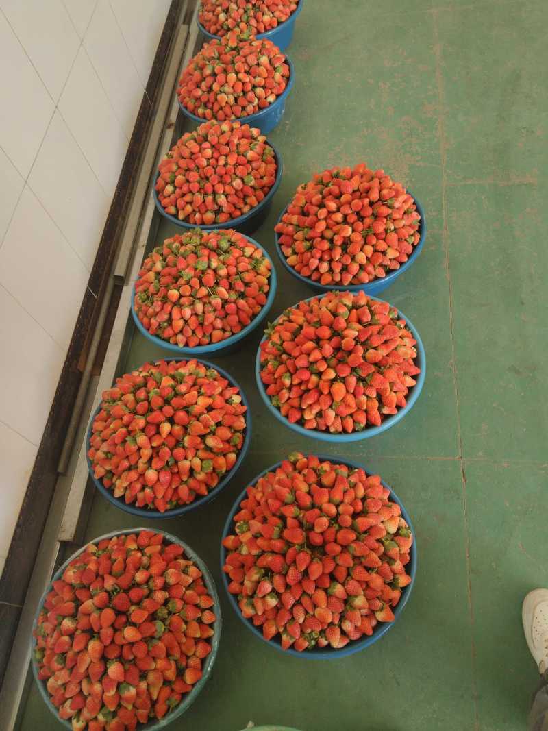 冬草莓小果黔莓一号，精品小果，永仁县发货