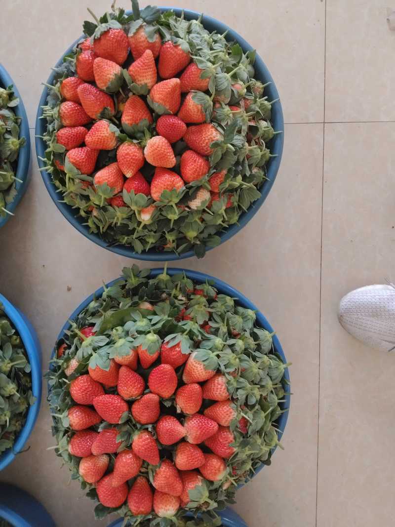 冬草莓小果黔莓一号，精品小果，永仁县发货