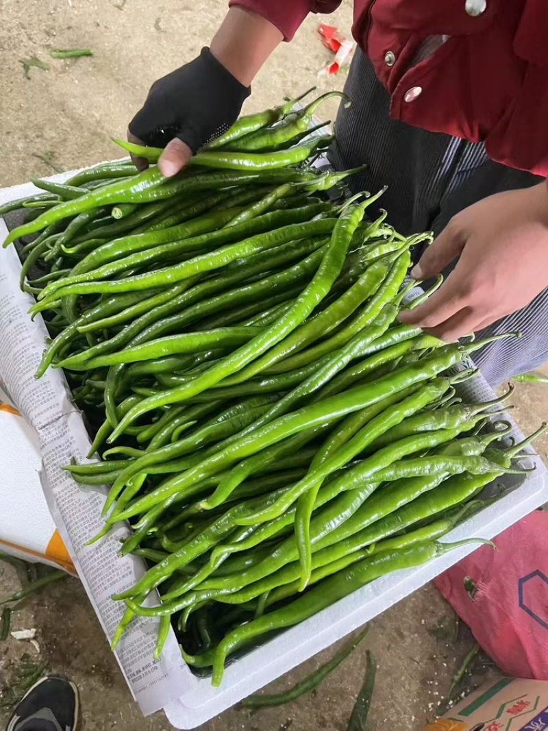 精品线椒广东鲜辣椒一手货源可看货代发全国欢迎