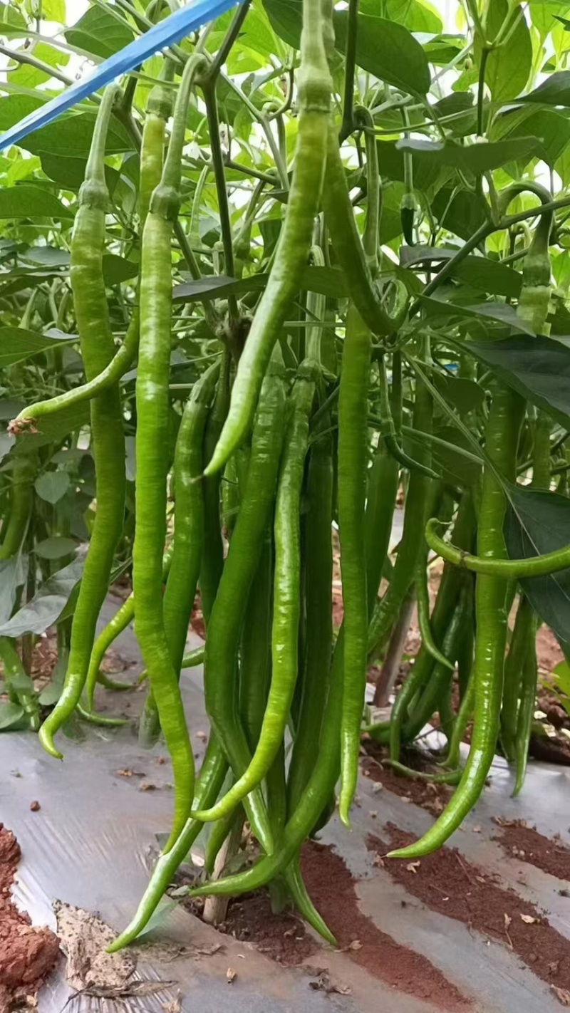 精品线椒广东鲜辣椒一手货源可看货代发全国欢迎