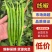 精品线椒广东鲜辣椒一手货源可看货代发全国欢迎