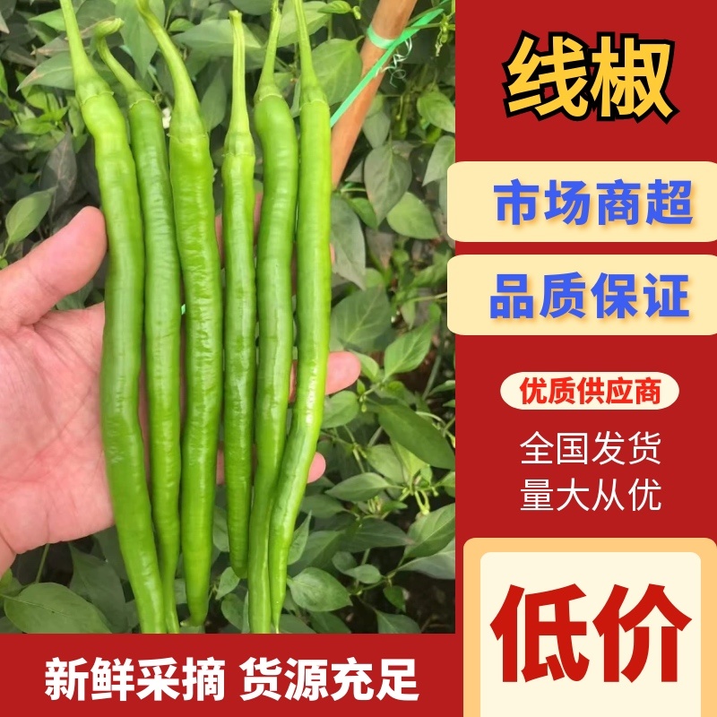 精品线椒广东鲜辣椒一手货源可看货代发全国欢迎