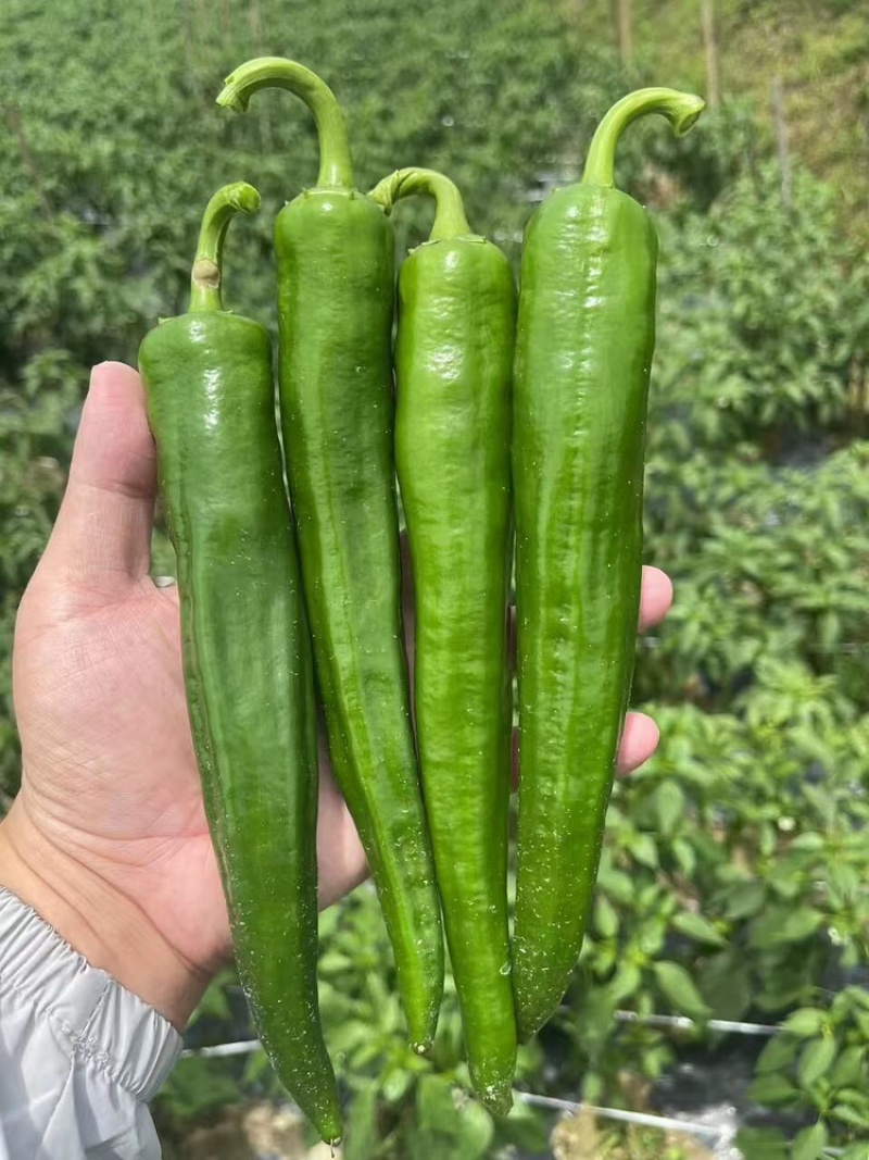 广东鲜辣椒精品产地直发，货源稳定可视频看欢迎
