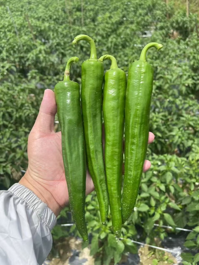广东鲜辣椒精品产地直发，货源稳定可视频看欢迎