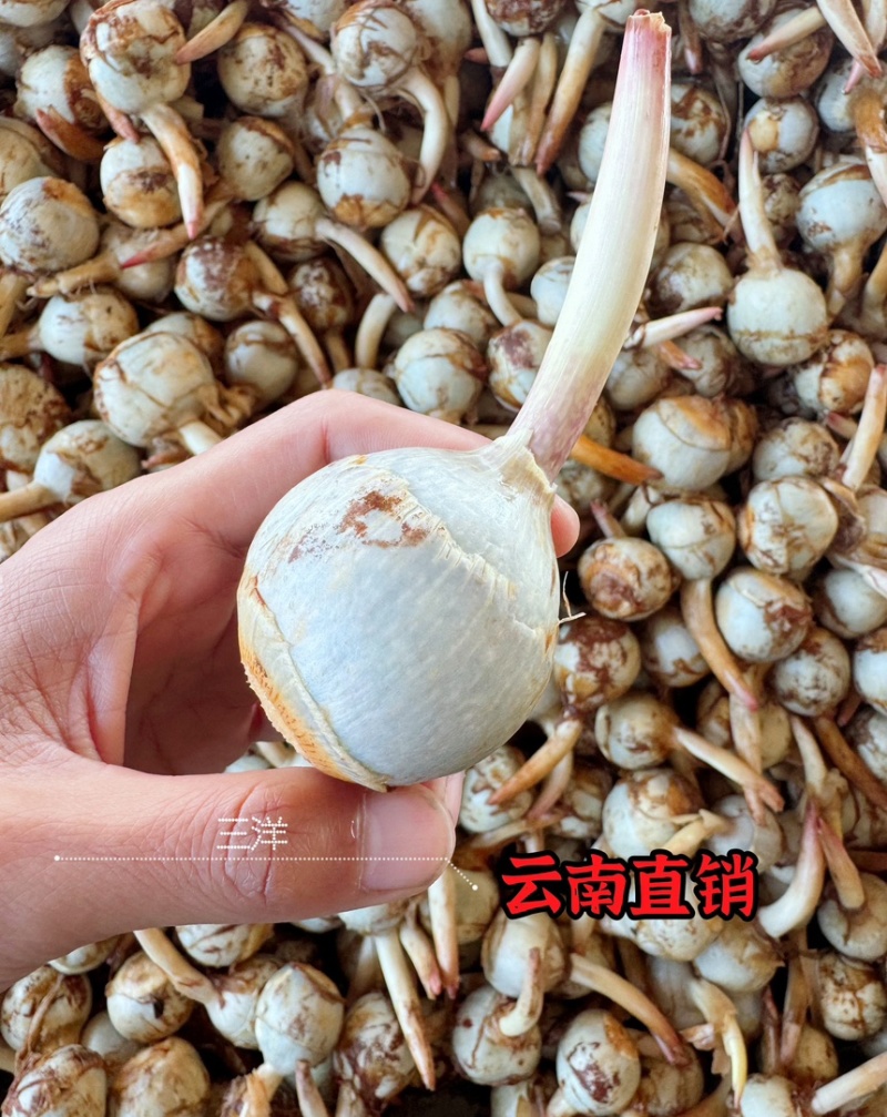 云南蓝白茨菇大量上市，全年有货，欢迎来电