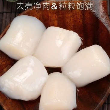 扇贝柱味道鲜甜贝柱肥厚鲜嫩弹牙质量保证产地直发