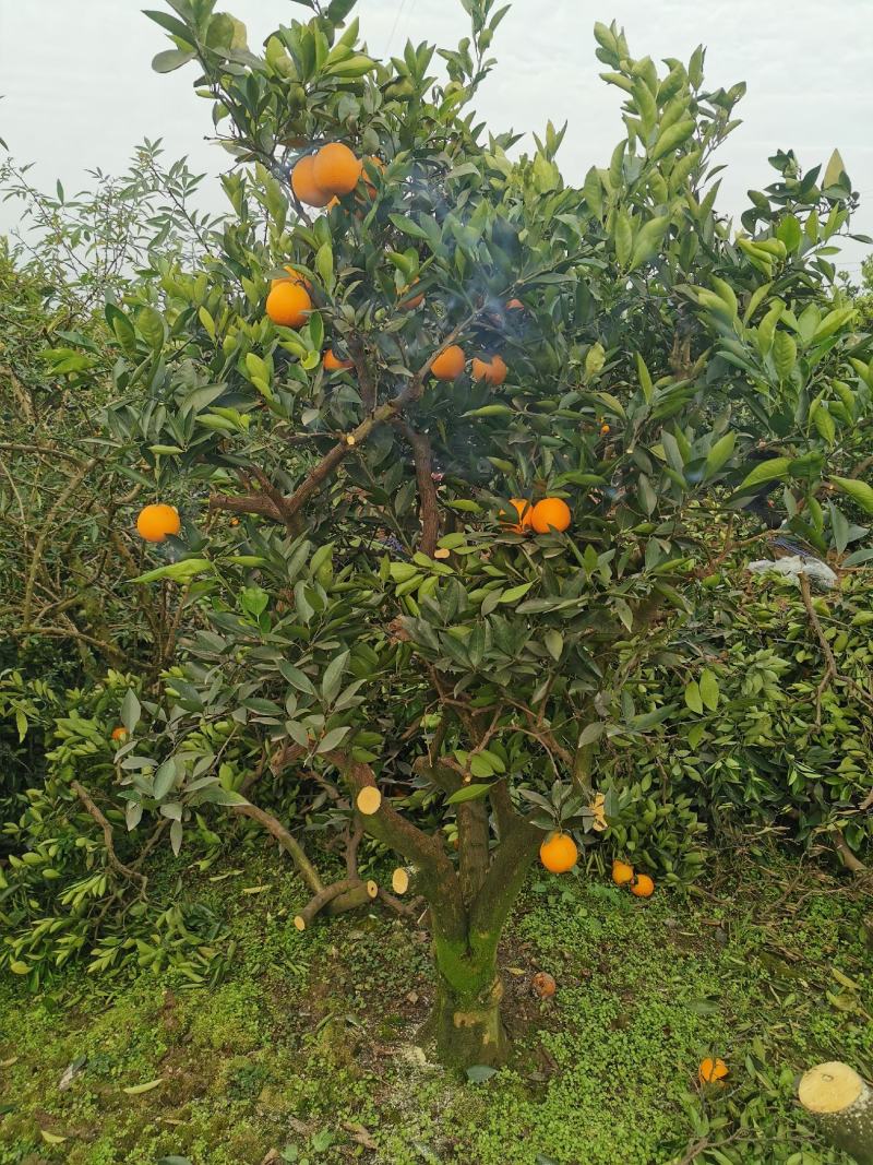 12—15公分脐橙树