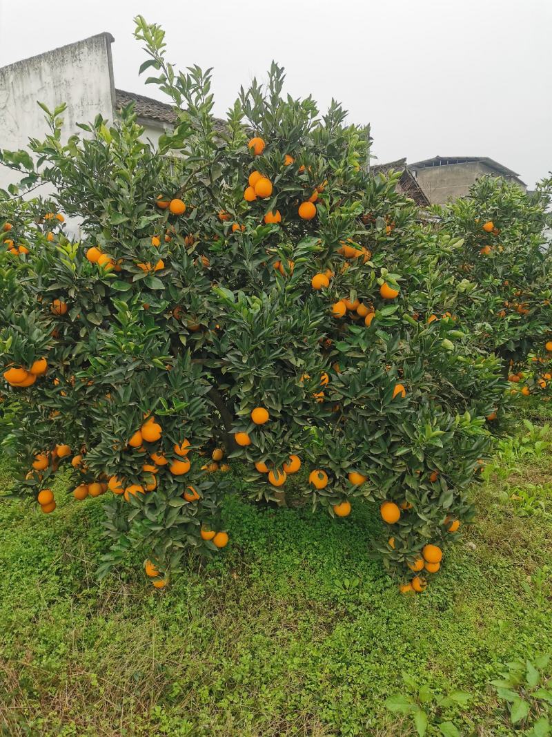 12—15公分脐橙树
