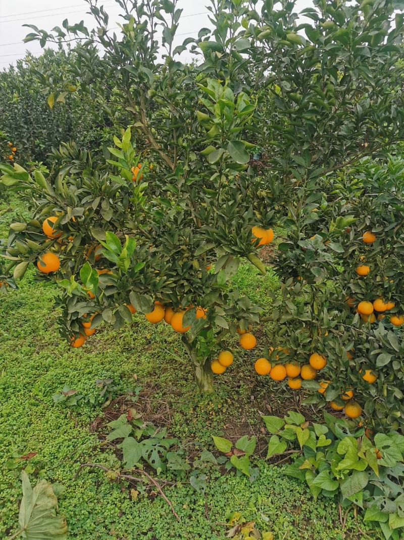 12—15公分脐橙树